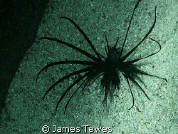 Black Lionfish inhabiting the space between two concrete ... by James Tewes 